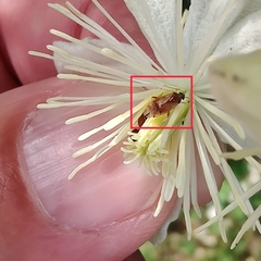 Pinalitus rubricatus