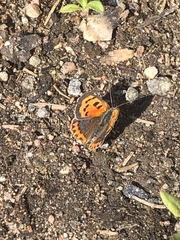 Lycaena phlaeas