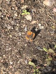 Lycaena phlaeas