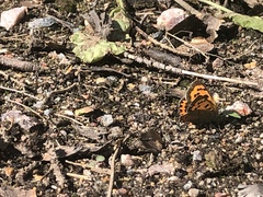 Lycaena phlaeas
