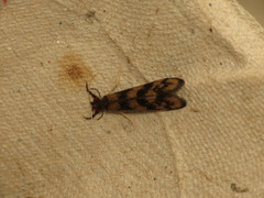 Mystacides longicornis