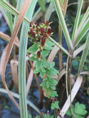 Hypericum tetrapterum