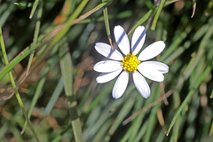 Bellis annua
