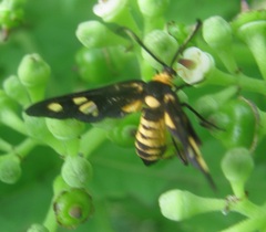 Thyrassia penangae