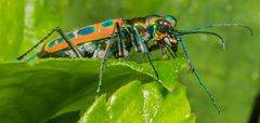 Cosmodela barmanica