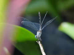 Micrathyria schumanni