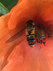 Episyrphus balteatus