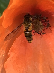 Episyrphus balteatus