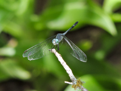 Micrathyria schumanni