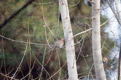 Streptopelia senegalensis