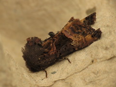 Euplexia lucipara