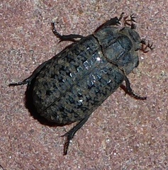Trogidae