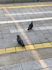 Columba livia domestica