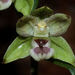 Epipactis meridionalis - Photo (c) Alessio Becucci, some rights reserved (CC BY-NC), uploaded by Alessio Becucci