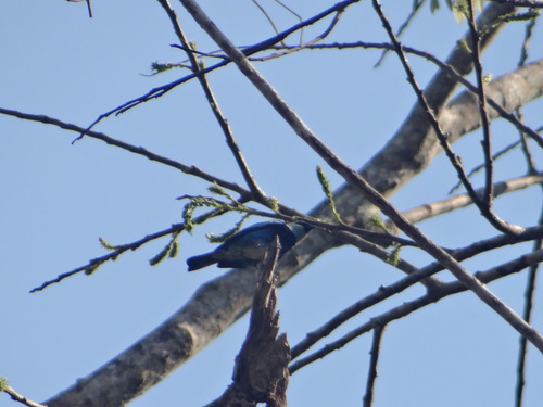 Masked Tanager (Stilpnia nigrocincta), photo 5