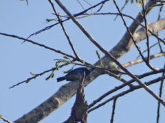Stilpnia nigrocincta