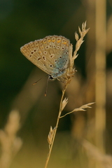 Polyommatus icarus