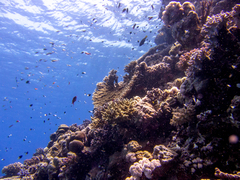 Pycnochromis dimidiatus