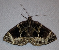 Gandaritis atricolorata