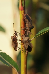 Coreus marginatus