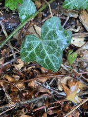 Hedera helix