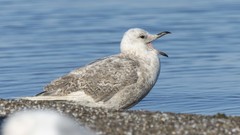 Larus glaucoides
