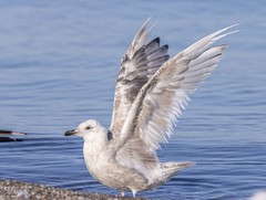 Larus glaucoides