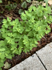 Euphorbia peplus