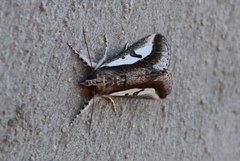 Euscirrhopterus poeyi