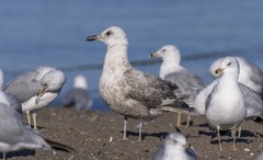 Larus glaucoides