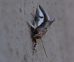 Euscirrhopterus poeyi
