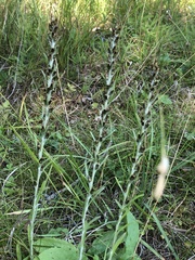 Omalotheca sylvatica