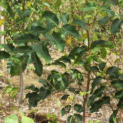 Canarium australianum