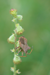 Coreus marginatus