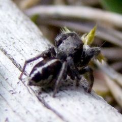 Pellenes tripunctatus