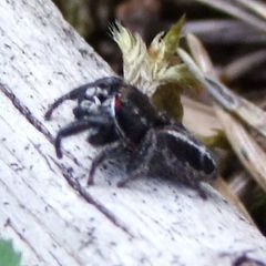 Pellenes tripunctatus