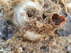 Thylacodes adamsii