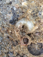 Thylacodes adamsii