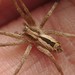 Wandering Ghost Spiders - Photo (c) Robert Briggs, some rights reserved (CC BY-SA), uploaded by Robert Briggs