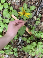 Arnica gracilis