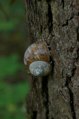 Helix pomatia