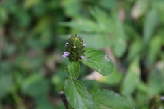 Lepidagathis alopecuroidea