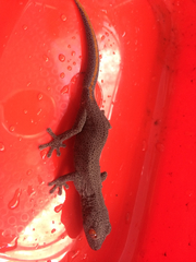 Strophurus taenicauda