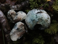 Rossbeevera pachydermis