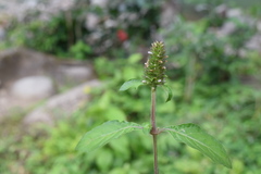 Lepidagathis alopecuroidea