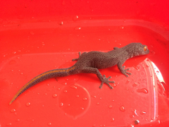 Strophurus taenicauda