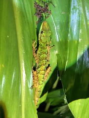 Anolis ventrimaculatus