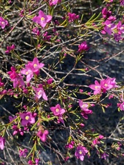 Boronia nematophylla