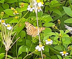 Polygonia c-aureum lunulata