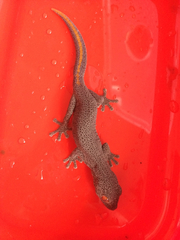 Strophurus taenicauda